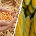 Den bästa perioden för att så majs 2025: missa inte