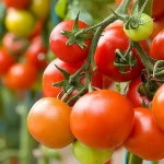 dar-tomaterna-vaxte-kan-du-inte-plantera-7-grodor-ett.webp.webp