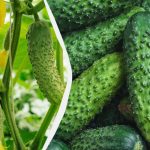 Gurkor håller till frost: vilka sorter kan sås i september